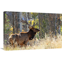 Bull Elk in the Forest-Canvas Art-30"x20.1"