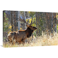 Bull Elk in the Forest-Canvas Art-36"x24.12"