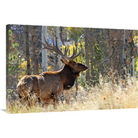 Bull Elk in the Forest-Canvas Art-40"x26.8"