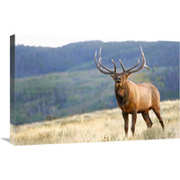 Bull Elk Calling-Canvas Art-30"x19.5"