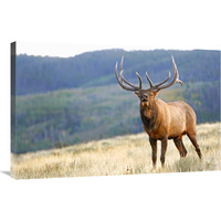 Bull Elk Calling-Canvas Art-36&quotx23.4"