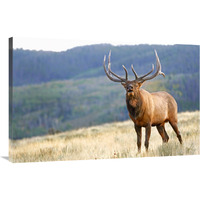 Bull Elk Calling-Canvas Art-40"x26"