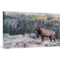 Bull Elk on the Hillside-Canvas Art-36"x23.4"