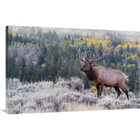 Bull Elk on the Hillside-Canvas Art-44"x28.6"