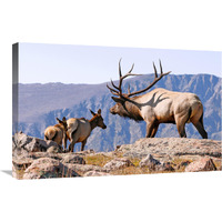 The Guardian-Canvas Art-30"x19.5"