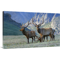 In the Mountains-Canvas Art-40"x26"