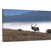 In to the Fog-Canvas Art-40"x26.8"