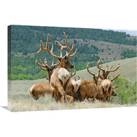 The Elk Herd-Canvas Art-30&quotx20.1"