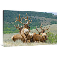 The Elk Herd-Canvas Art-36"x24.12"