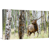 Elk in the Aspens-Canvas Art-36&quotx23.4"