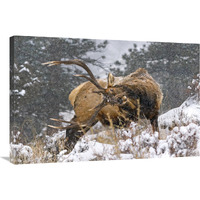 Clearing his Antlers-Canvas Art-36&quotx24.12"