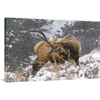 Clearing his Antlers-Canvas Art-40"x26.8"