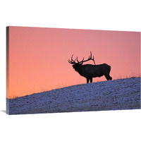 Winter Sunrise-Canvas Art-40"x26"