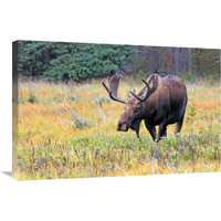 Bull Moose-Canvas Art-30"x20.1"