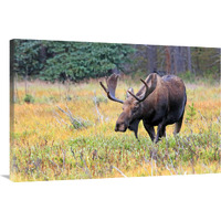 Bull Moose-Canvas Art-40"x26.8"