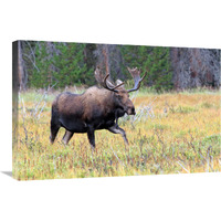 Bull Moose Meadow-Canvas Art-30"x20.1"