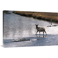 Cow Elk Crossing-Canvas Art-36"x24.12"