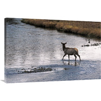 Cow Elk Crossing-Canvas Art-40&quotx26.8"