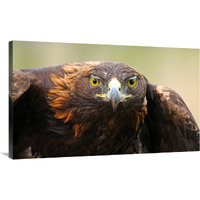 Ready for Flight-Canvas Art-40"x24.4"