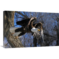 Taking Flight-Canvas Art-30"x20.1"