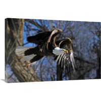 Taking Flight-Canvas Art-36"x24.12"