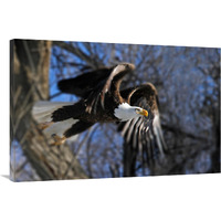 Taking Flight-Canvas Art-40&quotx26.8"