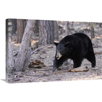 Spring Black Bear-Canvas Art-30&quotx20.1"