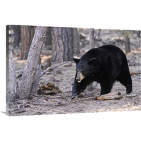 Spring Black Bear-Canvas Art-40"x26.8"