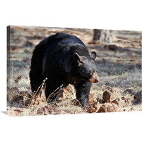 Spring Bear on the Prowl-Canvas Art-36"x24.12"