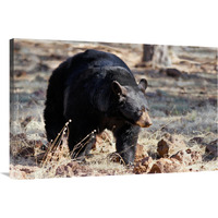 Spring Bear on the Prowl-Canvas Art-40"x26.8"