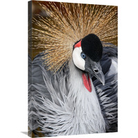 East African Crowned Crane-Canvas Art-20.1"x30"