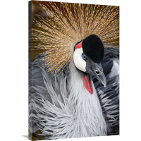 East African Crowned Crane-Canvas Art-24.12&quotx36"