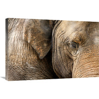 Eye of the Elephant-Canvas Art-30&quotx20.1"