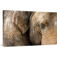 Eye of the Elephant-Canvas Art-36"x24.12"