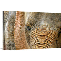 Ready for my Close Up-Canvas Art-40"x26.8"