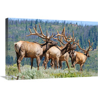 Elk-Canvas Art-30&quotx20.1"