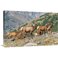 Elk Above the Timberline-Canvas Art-30&quotx20.1"