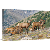 Elk Above the Timberline-Canvas Art-36"x24.12"