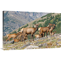 Elk Above the Timberline-Canvas Art-40"x26.8"