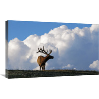 Elk and the Gathering Storm-Canvas Art-30"x18.6"