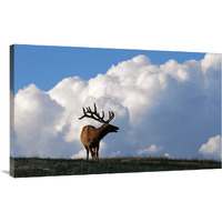 Elk and the Gathering Storm-Canvas Art-40"x24.8"