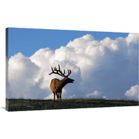 Elk and the Gathering Storm-Canvas Art-44"x27.28"