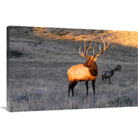 Elk at First Light-Canvas Art-36&quotx23.4"