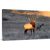 Elk at First Light-Canvas Art-44"x28.6"