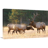 Elk Family Group-Canvas Art-30"x20.1"