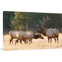 Elk Family Group-Canvas Art-36"x24.12"