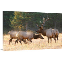 Elk Family Group-Canvas Art-40"x26.8"