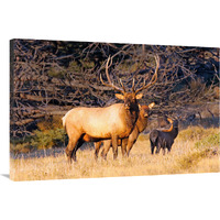 Protection-Canvas Art-40"x26.8"