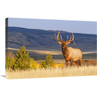 Bull on the Ridgeline-Canvas Art-30&quotx20.1"