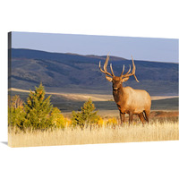 Bull on the Ridgeline-Canvas Art-40"x26.8"